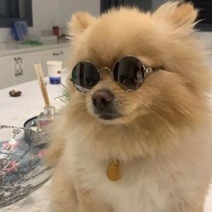 Silver sunglasses dog cat pet